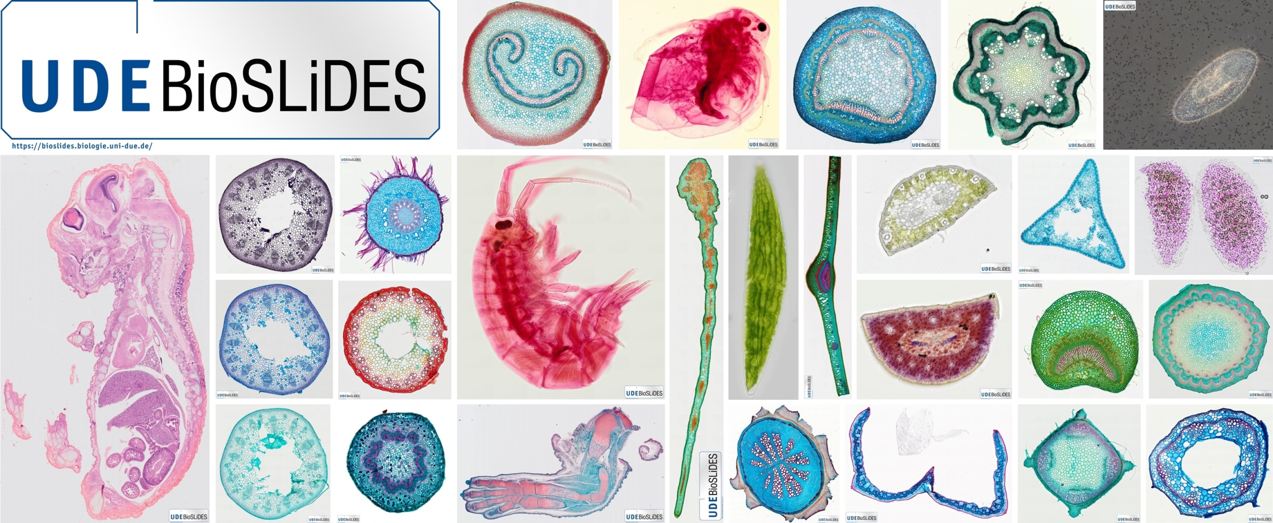 Teaser-Bild Themenfenster BioSlides